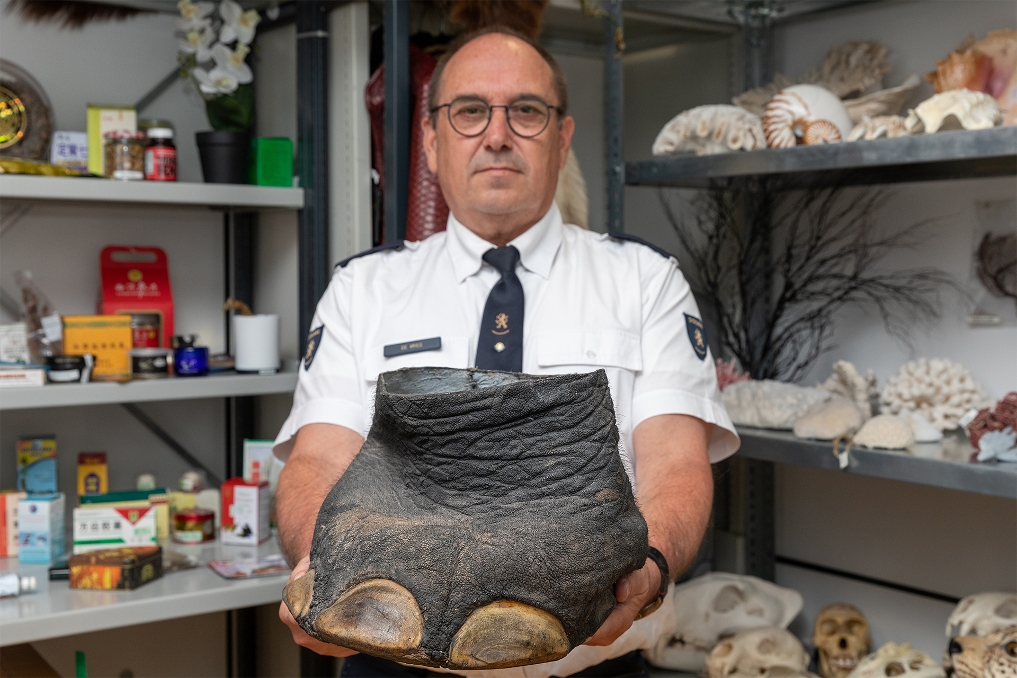 Louis de Vries werkt bij de Douane op Schiphol en houdt een in beslag genomen olifantenpoot in zijn handen