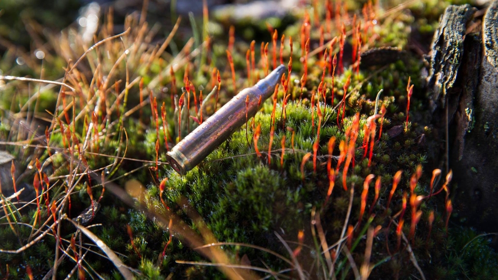 Kogelhuls in het gras. Op de oefenterreinen van Defensie ontwikkelt zich de meest uitzonderlijke natuur