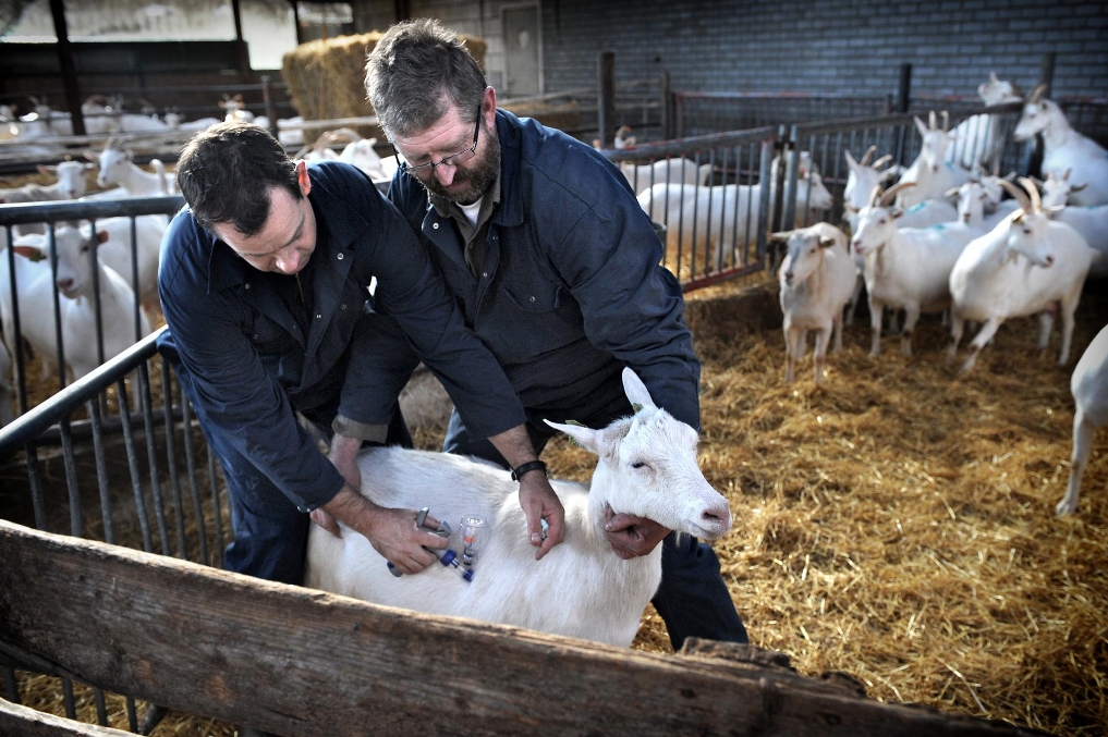 Q-koortsvaccinatie geiten door toezichthoudend dierenarts bij de NVWA